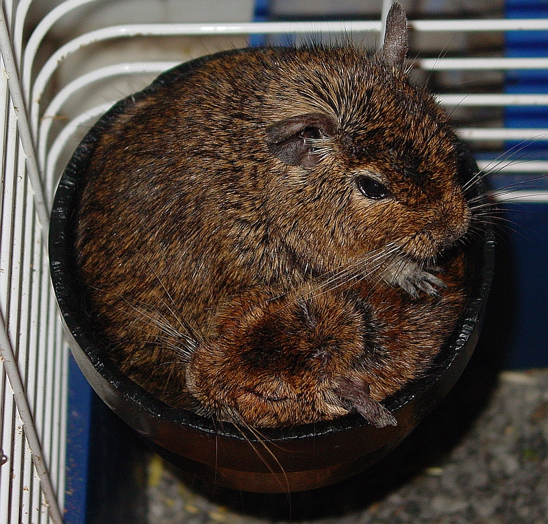 degu photo